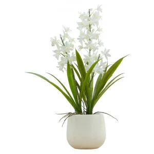 Lytchett Potted Real Touch Artificial Cymbidium Orchid, White Flower, Large by Casa Bella, a Plants for sale on Style Sourcebook