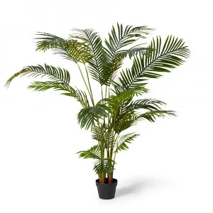 Areca Palm Potted Plant Green - 110cm x 110cm x 170cm by James Lane, a Plants for sale on Style Sourcebook