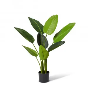 Bird of Paradise Potted Plant Green - 78cm x 78cm x 122cm by James Lane, a Plants for sale on Style Sourcebook