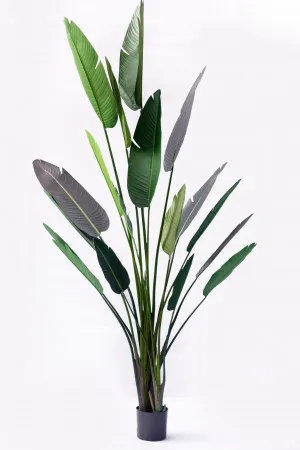 Bird of Paradise Potted Plant Green - 140cm x 140cm x 244cm by James Lane, a Plants for sale on Style Sourcebook