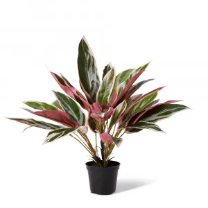 Cordyline Potted Plant Pink Green - 40cm x 40cm x 45cm by James Lane, a Plants for sale on Style Sourcebook