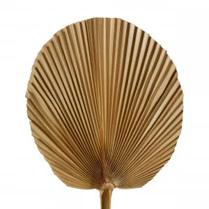 Dried Fan Palm Mini Steam Natural - 45cm by James Lane, a Plants for sale on Style Sourcebook