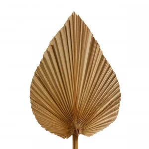Dried Heart Fan Palm Mini Natural - 50cm by James Lane, a Plants for sale on Style Sourcebook
