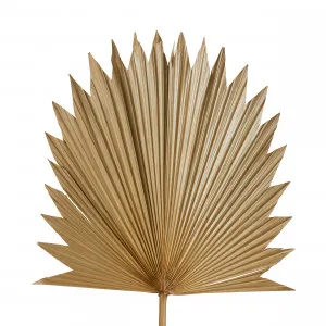Dried Sun Fan Palm Stem Natural - 96cm by James Lane, a Plants for sale on Style Sourcebook
