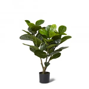 Fiddle Leaf Fig Potted Plant Green - 50cm x 50cm x 90cm by James Lane, a Plants for sale on Style Sourcebook