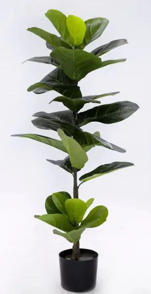 Fiddle Leaf Fig Potted Tree Green - 50cm x 50cm x 110cm by James Lane, a Plants for sale on Style Sourcebook