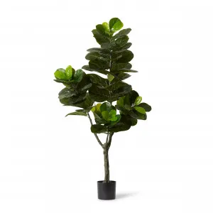 Fiddle Leaf Fig Potted Tree Green - 95cm x 95cm x 180cm by James Lane, a Plants for sale on Style Sourcebook