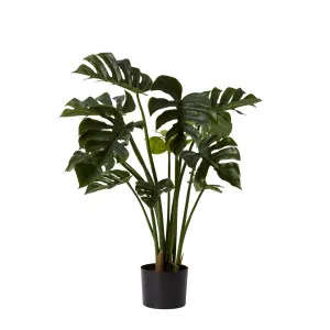 Monstera Potted Plant Green - 40cm x 40cm x 80cm by James Lane, a Plants for sale on Style Sourcebook
