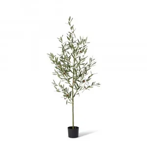 Olive Tree Grey Green - 55cm x 55cm x 170cm by James Lane, a Plants for sale on Style Sourcebook