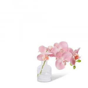 Phalaenopsis Orchid in Vase Pink - 20cm by James Lane, a Plants for sale on Style Sourcebook