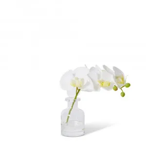 Phalaenopsis Orchid in Vase White - 20cm by James Lane, a Plants for sale on Style Sourcebook