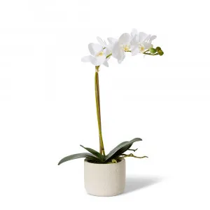Phalaenopsis Slim Pot White/Cream - 45cm by James Lane, a Plants for sale on Style Sourcebook