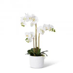 Phalaenopsis Textured Pot White/White - 60cm by James Lane, a Plants for sale on Style Sourcebook