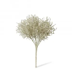 Santolina Bush Grey - 27cm by James Lane, a Plants for sale on Style Sourcebook