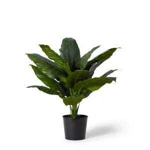 Spathiphyllum Potted Plant - 94cm x 90cm x 90cm by James Lane, a Plants for sale on Style Sourcebook