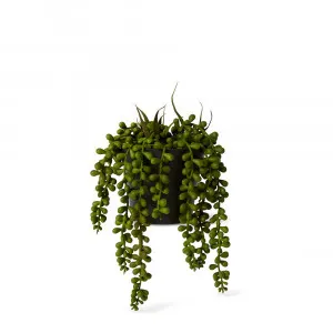 String Pearls Potted Plant Green - 14cm x 14cm x 23cm by James Lane, a Plants for sale on Style Sourcebook