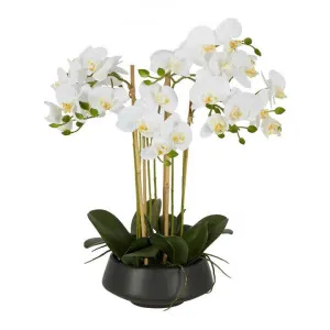 Britton Artificial Orchid in Pot, 51cm, Black Pot by Florabelle, a Plants for sale on Style Sourcebook