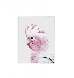 Pink Galah Wall Art Canvas 4 sizes available 50cm x 70cm by Luxe Mirrors, a Artwork & Wall Decor for sale on Style Sourcebook