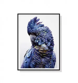 Blue Cockatoo Wall Art Canvas 3 sizes available 50cm x 70cm by Luxe Mirrors, a Artwork & Wall Decor for sale on Style Sourcebook
