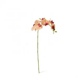 Phalaenopsis Orchid Stem - 25 x 10 x 55cm by Elme Living, a Plants for sale on Style Sourcebook