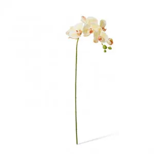 Phalaenopsis Lush Stem - 25 x 10 x 78cm by Elme Living, a Plants for sale on Style Sourcebook