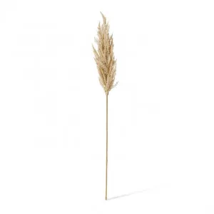 Pampas Grass Stem - 10 x 10 x 94cm by Elme Living, a Plants for sale on Style Sourcebook
