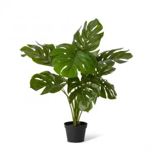 Monstera Plant Potted - 60 x 60 x 75cm by Elme Living, a Plants for sale on Style Sourcebook