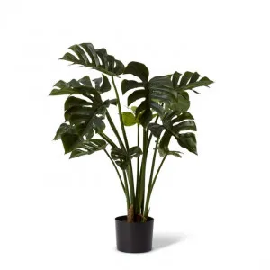 Monstera Potted - 40 x 40 x 80cm by Elme Living, a Plants for sale on Style Sourcebook