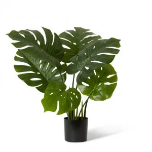 Monstera Potted - 45 x 45 x 65cm by Elme Living, a Plants for sale on Style Sourcebook