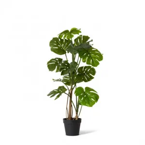 Monstera Tall Plant Potted - 80 x 80 x 120cm by Elme Living, a Plants for sale on Style Sourcebook