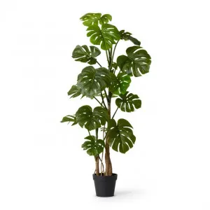 Monstera Tall Plant Potted - 100 x 100 x 150cm by Elme Living, a Plants for sale on Style Sourcebook