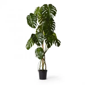 Monstera Vine Plant Potted - 85 x 70 x 150cm by Elme Living, a Plants for sale on Style Sourcebook