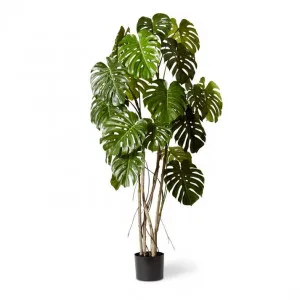 Monstera Vine Plant Potted - 110 x 110 x 190cm by Elme Living, a Plants for sale on Style Sourcebook