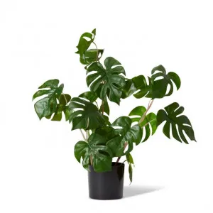 Monstera Wild Plant Potted - 33 x 33 x 56cm by Elme Living, a Plants for sale on Style Sourcebook