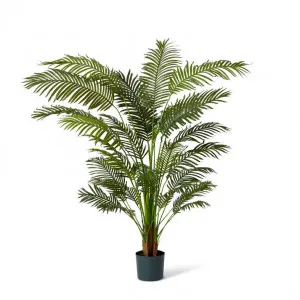 Palm Areca - 110 x 110 x 183cm by Elme Living, a Plants for sale on Style Sourcebook