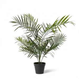 Palm Areca (Outdoor) - 70 x 70 x 90cm by Elme Living, a Plants for sale on Style Sourcebook