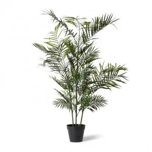 Palm Areca (Outdoor) - 80 x 80 x 150cm by Elme Living, a Plants for sale on Style Sourcebook