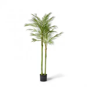 Palm Cabada - 100 x 100 x 180cm by Elme Living, a Plants for sale on Style Sourcebook