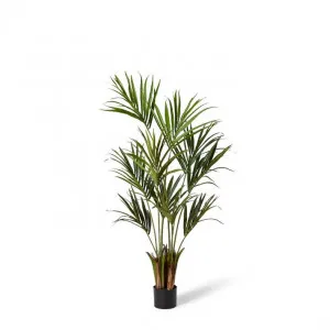 Palm Kentia - 50 x 50 x 150cm by Elme Living, a Plants for sale on Style Sourcebook