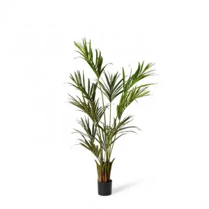 Palm Kentia - 55 x 55 x 180cm by Elme Living, a Plants for sale on Style Sourcebook