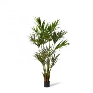 Palm Kentia - 60 x 60 x 210cm by Elme Living, a Plants for sale on Style Sourcebook