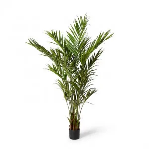 Palm Kentia - 75 x 75 x 240cm by Elme Living, a Plants for sale on Style Sourcebook