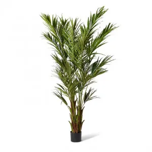 Palm Kentia - 85 x 85 x 270cm by Elme Living, a Plants for sale on Style Sourcebook