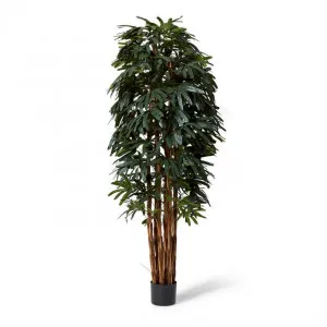 Palm Raphis - 70 x 70 x 240cm by Elme Living, a Plants for sale on Style Sourcebook