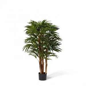 Palm Raphis Lady - 50 x 50 x 120cm by Elme Living, a Plants for sale on Style Sourcebook