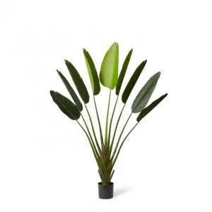Palm Travellers - 100 x 40 x 160cm by Elme Living, a Plants for sale on Style Sourcebook