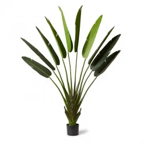 Palm Travellers - 110 x 40 x 220cm by Elme Living, a Plants for sale on Style Sourcebook