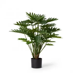 Philodendron Lacy Potted - 35 x 35 x 60cm by Elme Living, a Plants for sale on Style Sourcebook