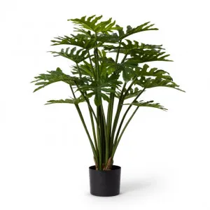 Philodendron Potted - 50 x 50 x 90cm by Elme Living, a Plants for sale on Style Sourcebook