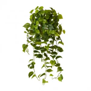 Philo Vine Hanging Plant - 50 x 40 x 90cm by Elme Living, a Plants for sale on Style Sourcebook